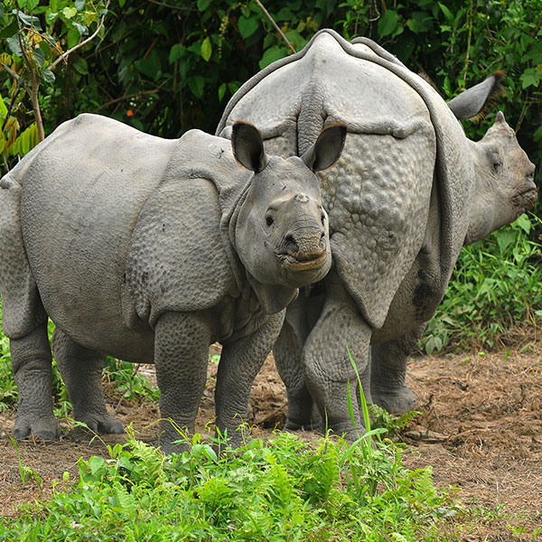 Manas National Park