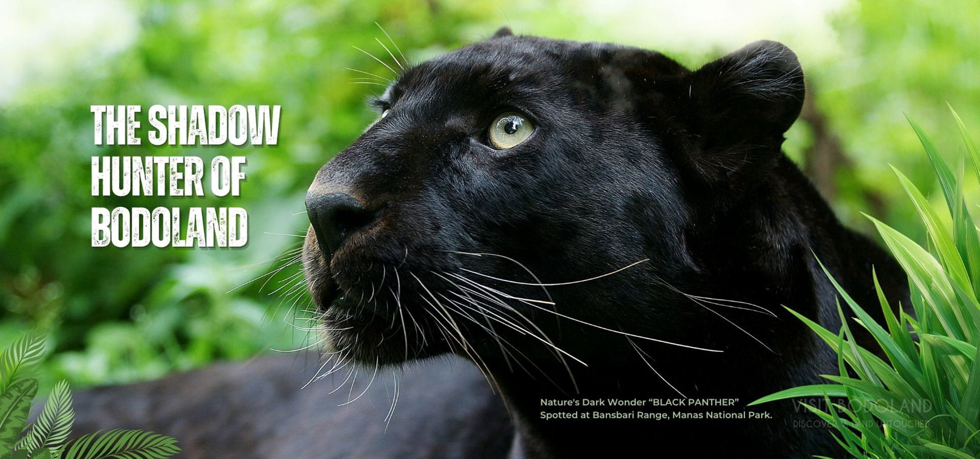 Black Panther Sighted in Bodoaland