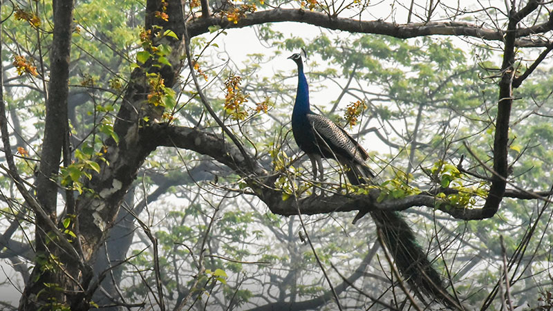 Peacock in Manas